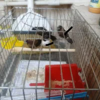 فنچ بنگالی