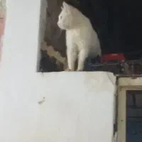گربه سفید|گربه|نیشابور, بار|دیوار
