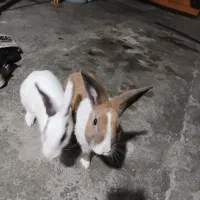 خرگوش خانگی