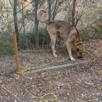 سگ سرابی نگهبان ۱۴ ماهه|سگ|سراب, |دیوار