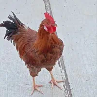خروس سرحال