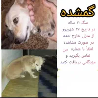 گمشده
