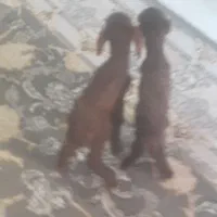 بره شیری دوعدد سالم سرحال جفتش نر افشاری هستن