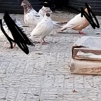 یه جفت کفتر