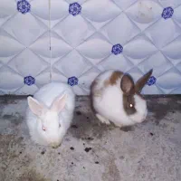 سلام خرگوش خوب