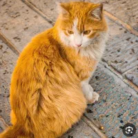 گربه خونگی|گربه|شیراز, خلیلی|دیوار