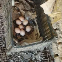 تخم مرغ طوس|حیوانات مزرعه|فاضل آباد, |دیوار