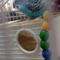 مرغ عشق|پرنده|کرج, ساماندهی|دیوار