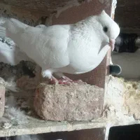 کبوتر|پرنده|عجب شیر, |دیوار