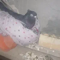 ماهشهر شهرک مدنی گلستان ۷