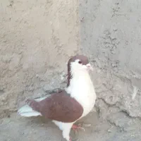 س کبوترهم فروشی هسته ۳۰۰وپلاستیک دن مغازه تازه|پرنده|زابل, |دیوار