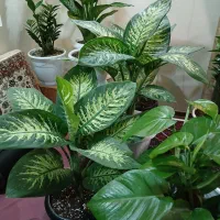 گلهای اپارتمانی سالم به قیمت|گل و گیاه طبیعی|تهران, دهقان|دیوار