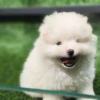 سگ پامرین خرسی روباهی عروسکی پودل|سگ|اصفهان, سیچان|دیوار