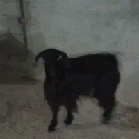 بز نر|حیوانات مزرعه|نیر (اردبیل), |دیوار
