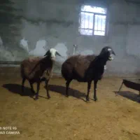 دوراس میش ابستن