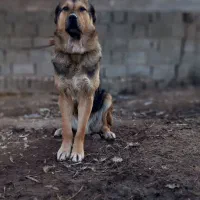 گمشده|حیوانات|ارومیه, |دیوار