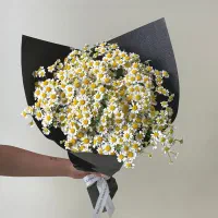 گل رز|گل و گیاه طبیعی|تهران, تجریش|دیوار