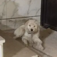 فروش یک سگ ماده نوع شیتزو سفید رنگ|سگ|خرمآباد, |دیوار