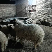 بره