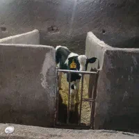 سلام ۶ راس گوساله شیر خوار  درجه یکه یک