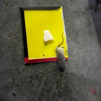 سمپاشی ساس سوسک موش موریانه کنه کک با ضمانت|خدمات نظافت|مشهد, امام رضا (ع)|دیوار