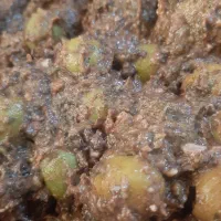 زیتون پرورده شمال