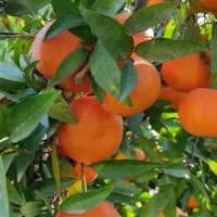 فروش یافا و پچ