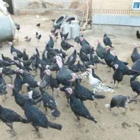 بوقلمون محلی|حیوانات مزرعه|میاندوآب, |دیوار