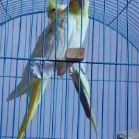 عروس هلندی همراه باتخم|پرنده|شادگان, |دیوار