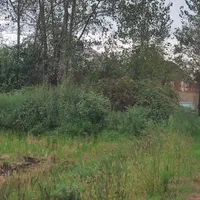 زمین کشاورزی یک هکتاری بر جاده رشت زیبا کنار|فروش زمین و ملک کلنگی|رشت, شهریاران|دیوار