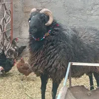 قوچ نژاد دار