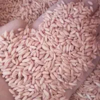 گندم دیم رقم آذر۲