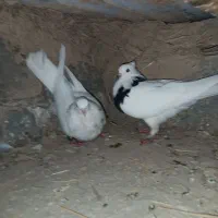 کبوترطوقی همه مولد|پرنده|کلاله, |دیوار