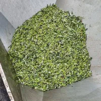 روغن زیتون کرونایکی|خوردنی و آشامیدنی|رودبار, |دیوار