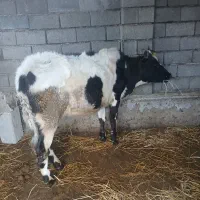 گوساله ماده قیمت آخرنوشتم کمترنمیدیم محلی|حیوانات مزرعه|ضیابر, |دیوار