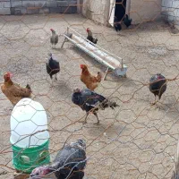 4عدد بوقلمون ماده جوان و4عددنر