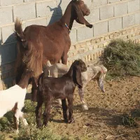 بز پاکستانی|حیوانات مزرعه|انبارآلوم, |دیوار