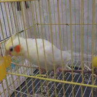 یک جفت  عروس هلندی سر حال|پرنده|گرگان, |دیوار