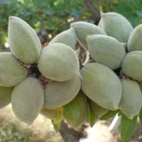 بادام تازه (بادام تر)|خوردنی و آشامیدنی|اصفهان, هفتون|دیوار