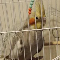 نداشتن جفت|پرنده|کیاشهر, |دیوار