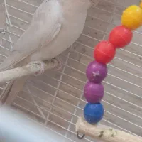 پرنده فروشی و معاوضه