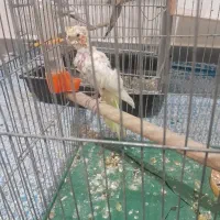 پرنده عروس هلندی|پرنده|کرج, گلدشت|دیوار