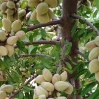 بزرگترین نهالستان(واقع در شمال غرب کشور)|خدمات باغبانی و درختکاری|بروجرد, |دیوار