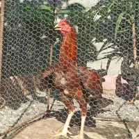 مرغ و خروس به فروش میرسد|حیوانات مزرعه|سیاهکل, |دیوار