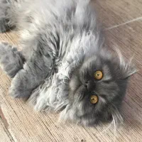 گربه بریتیش|گربه|پرند, فاز ۴|دیوار