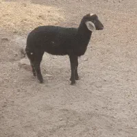 بره نر
