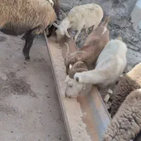 فروش سه رس دو شال ویک قزل