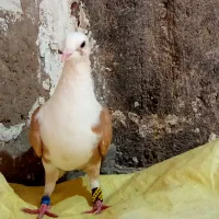 کبوتر دوکت زرد .پشتی پلاکی