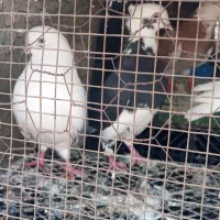 کفتر پرشی|پرنده|میناب, |دیوار