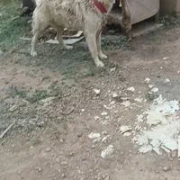 سگ قدرجونی معاوضه با مرغ